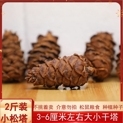 松鼠鹦鹉口粮量大优惠一手货源