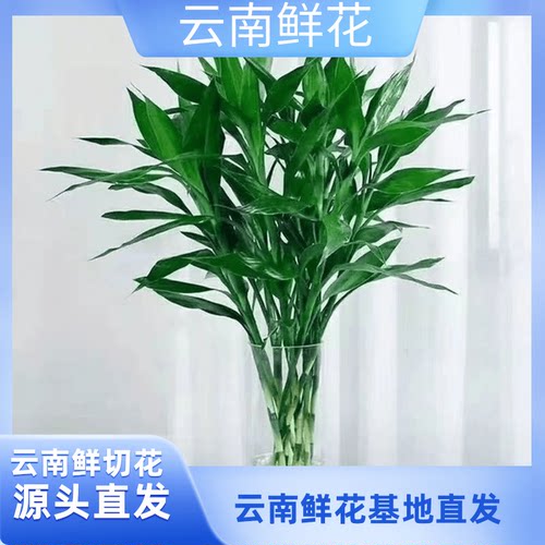 云南富贵竹20枝+送保鲜剂鲜花