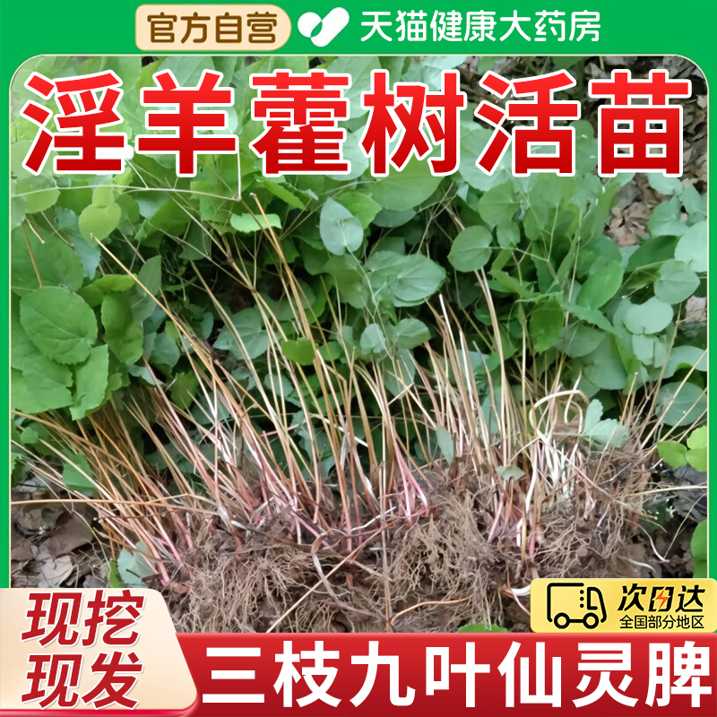 淫羊藿树活苗子淫羊藿中药房材泡水的功效与作用正品官方旗舰店er