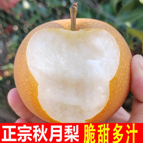 正宗秋月梨纯甜无渣山东脆甜