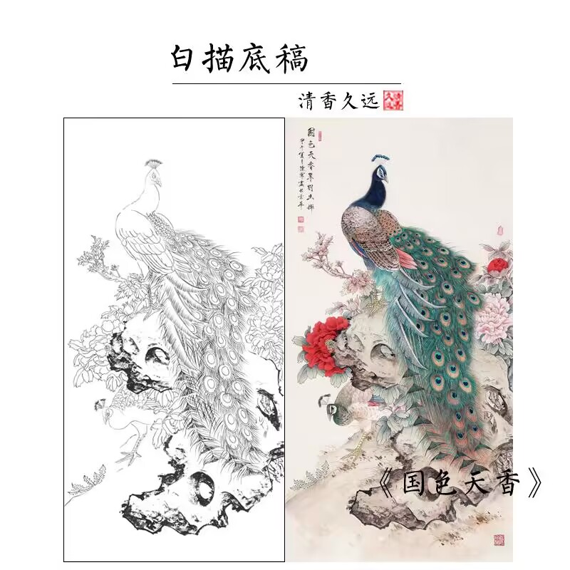 陈军工笔画白描稿孔雀牡丹花鸟线稿带步骤图及用色说明临摹稿l653