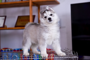 北京犬舍出售赛级双血统银灰色哈士奇纯种幼犬活体狗狗宠物