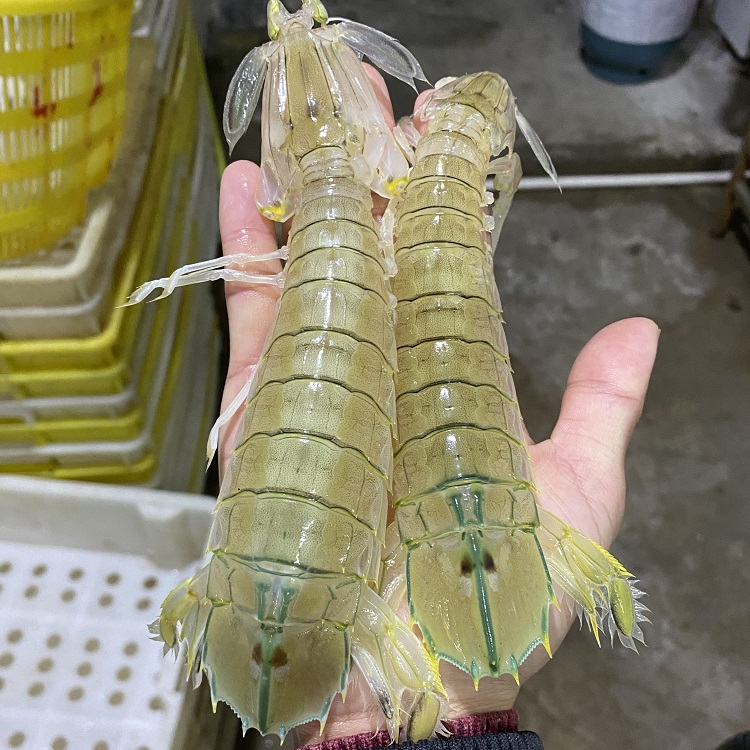 大号皮皮虾鲜活蒸煮顺丰发2盒大号共18-22只 8两左右/盒 蒸煮