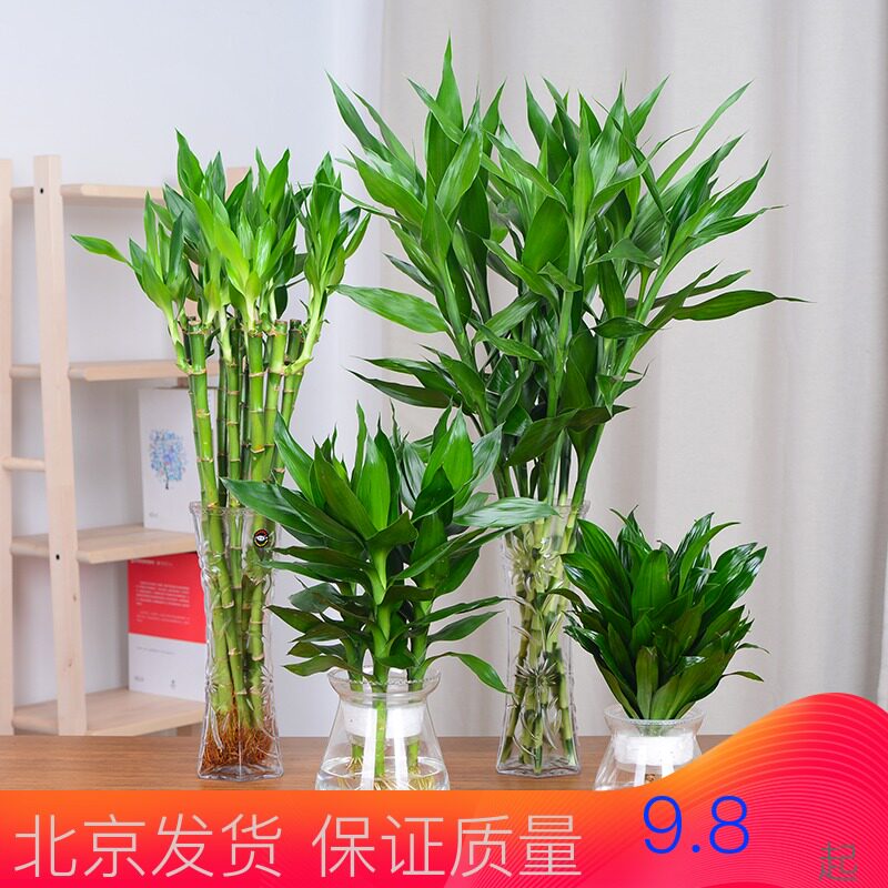 水培观音竹太阳神荷花竹莲花竹富贵竹花卉植物盆栽办公室内净化 小编推荐 Wepost 全民代运 马来西亚中国淘宝代运与集运专家