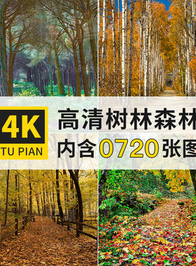 树林树木透光森林秋季风景色4K高清电脑图片壁纸海报大图jpg素材