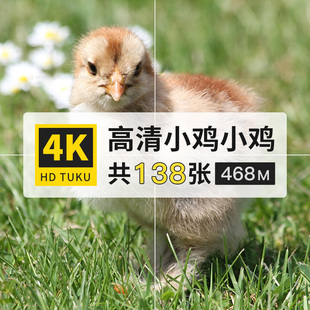 小鸡幼崽鸡雏家禽动物图片4K高清图库电脑壁纸ps设计绘画插画素材