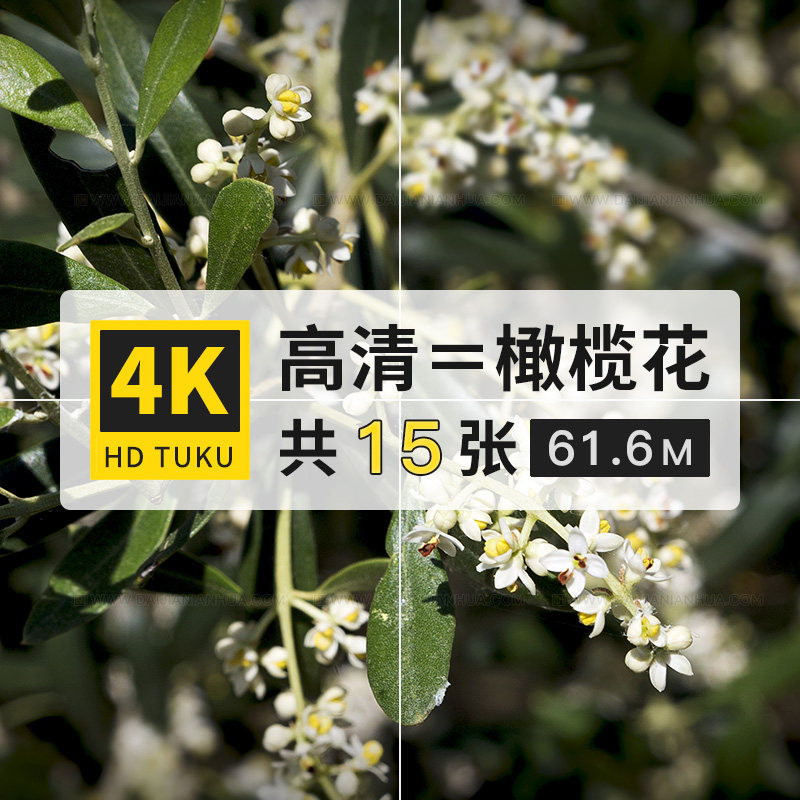 橄榄花白榄山榄桂花丁香同族花朵4k高清电脑图片摄影海报jpg素材