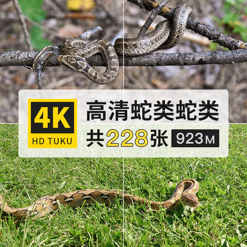蛇类小龙眼镜毒蛇响尾蛇爬行动物大图4k高清电脑图片壁纸jpg素材