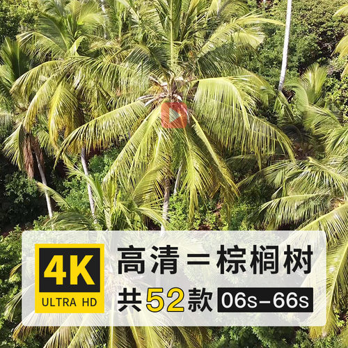 棕榈树栟榈树唐棕树4K超高清短视频横屏实拍航拍后期剪辑制作素材