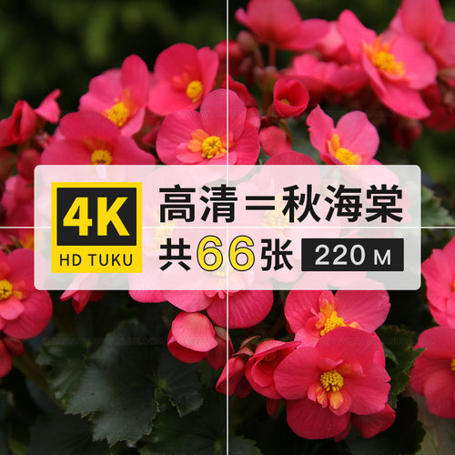 秋海棠花朵植物图片素材库4K高清电脑壁纸ps设计绘画插画参考临摹