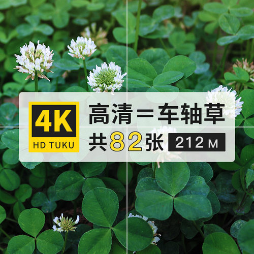 车轴草茜草科植物图片4K高清电脑壁纸ps设计绘画插画参考临摹素材