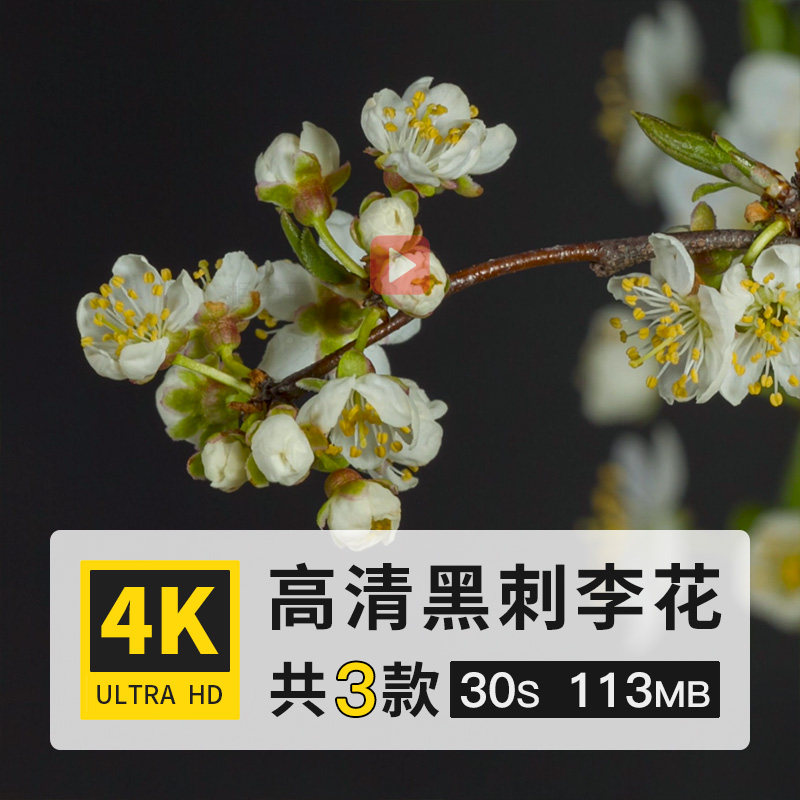 黑刺李蔷薇科花朵开花绽放延时实拍特写高清4K剪辑制作短视频素材
