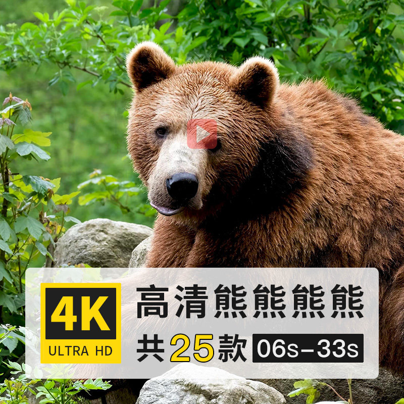 棕熊灰熊黑熊哺乳动物4k高清延时实拍横屏动态短视频剪辑制作素材