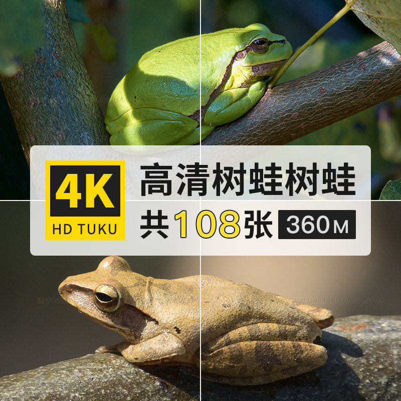 树蛙两栖动物大图4k高清电脑图片壁纸海报ps绘画插画参考jpg素材