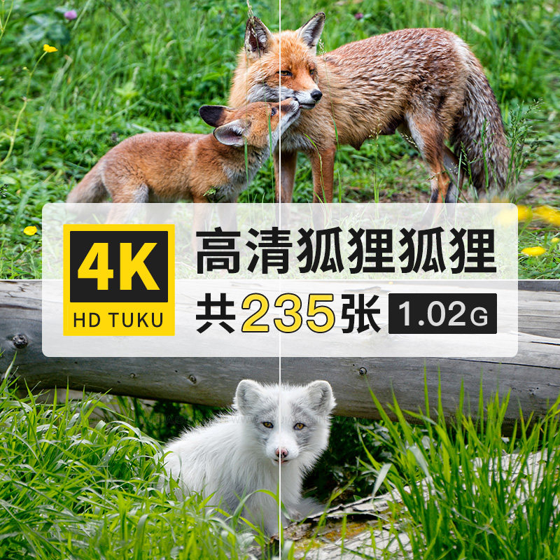 狐狸北极狐赤狐哺乳动物大图4K高清电脑图片壁纸海报绘画插画素材