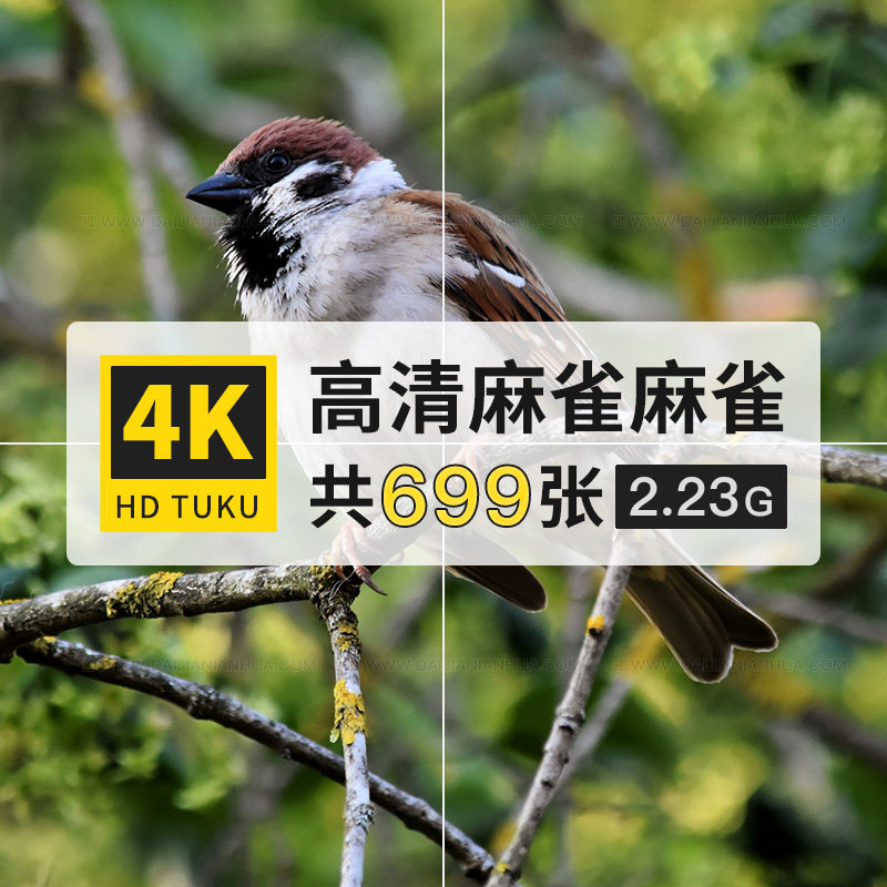 麻雀小型鸣禽鸟类大图4K高清电脑图片壁纸ps设计海报背景jpg素材,商务/设计服务,设计素材/源文件,淘宝优惠券,粉丝福利购,淘宝优惠卷