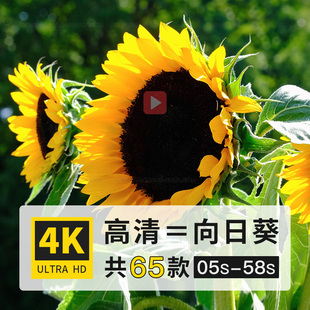 向日葵向阳花菊科花朵植物高清4K航拍实拍剪辑制作动态短视频素材