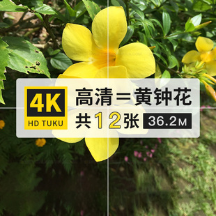 黄钟花紫葳科花朵图片4K高清电脑壁纸ps设计绘画插画参考临摹素材