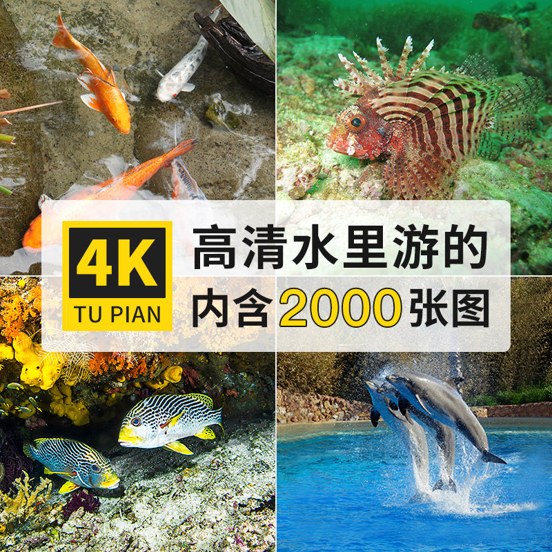 海狮海豚海龟鲤鱼类水里海底动物4k高清电脑图片壁纸大图jpg素材