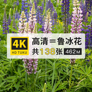 鲁冰花多叶羽扇豆4K高清电脑壁纸ps设计美术绘画插画参考图片素材