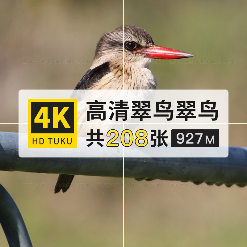 翠鸟小型水鸟动物大图4k高清电脑图片壁纸海报ps绘画插画jpg素材