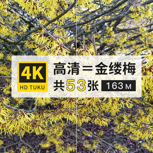 金缕梅木里香花朵图片素材4K高清图库电脑壁纸ps设计绘画插画参考