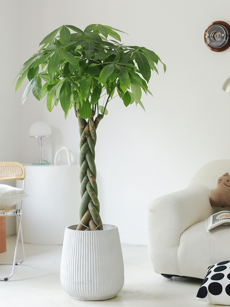 适合搬新家的绿植禄植盆栽乔迁新居家里植物发财树摆客厅大棵家庭