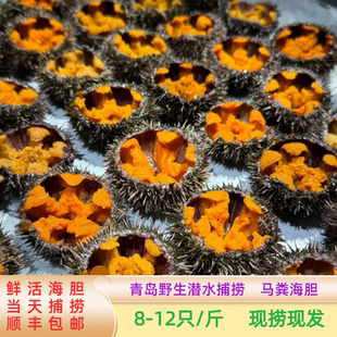 鲜活马粪海胆鲜活即食海胆刺身新鲜水产活鲜1斤/份