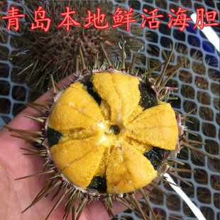 【搜鱼】鲜活黄海胆新鲜黄海胆满黄超肥新鲜刺身鲜活水产品
