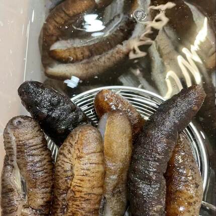即食海参新鲜冷冻干货泡发酒店专用佛跳墙食材多省2份包邮