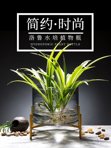 水培植物玻璃花瓶圆形玻璃鱼缸富贵竹绿萝简约水培花盆创意鱼缸