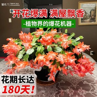 重瓣蟹爪兰盆栽带花苞花卉耐寒绿植物冬天室内外好养客厅开花多多