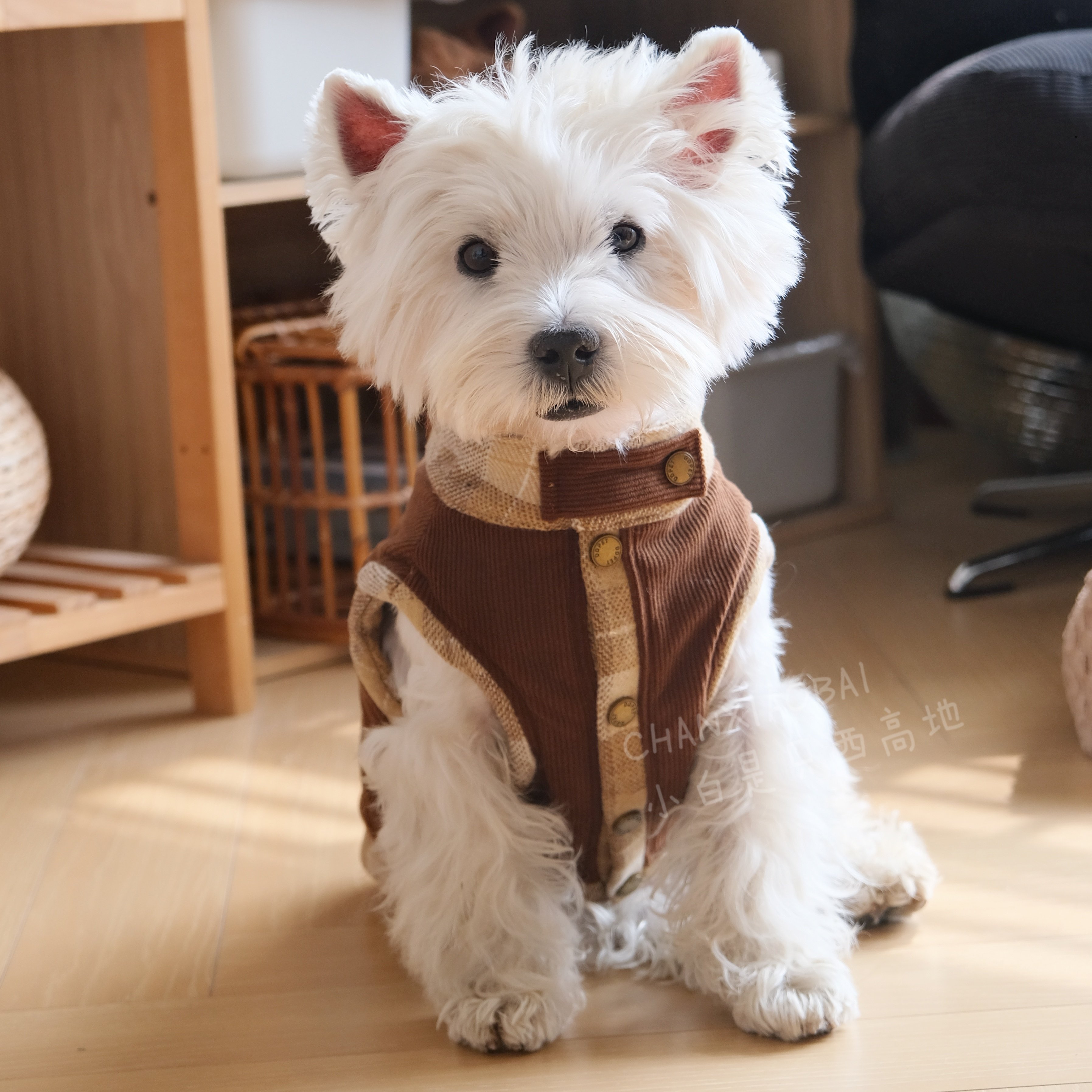 新款秋冬狗狗衣服西高地雪纳瑞比熊小型犬保暖可爱灯芯绒毛呢马甲