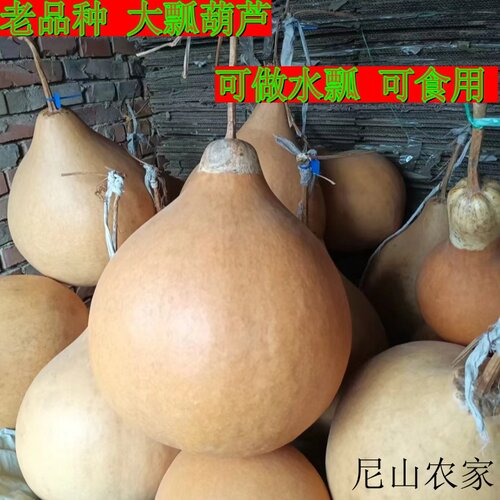 农家老品种四季可食用瓢葫芦种子