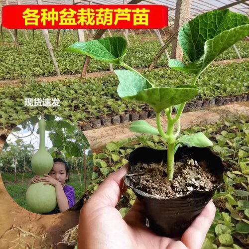 文玩葫芦苗手捻八宝秧苗