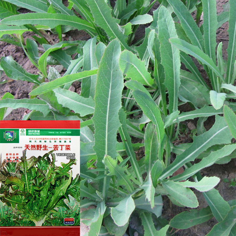 山苦荬苦丁菜种子野菜籽四季播野菜种籽农家小苦苣种子春季播种孑