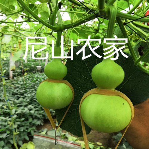 天然长嘴小八宝葫芦天津嘴种子