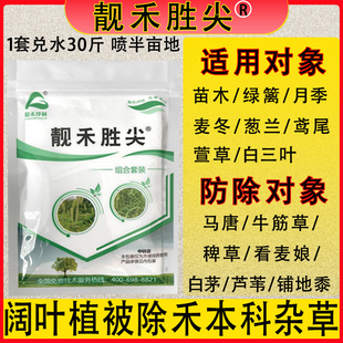 靓禾胜尖除草剂苗木绿篱月季白三叶鸢尾除马唐牛筋草稗草茅草农药