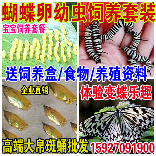 斑星弄蝶 大流星弄蝶 大型黄纹弄蝶百科图片 饲养繁殖 雌雄鉴别 Sbike