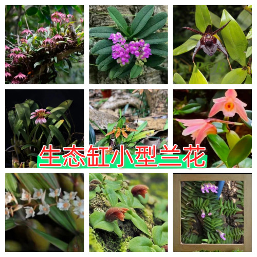 雨林缸生态缸 迷你小型兰花 附生植物垂吊附生兰  盆栽热带植物