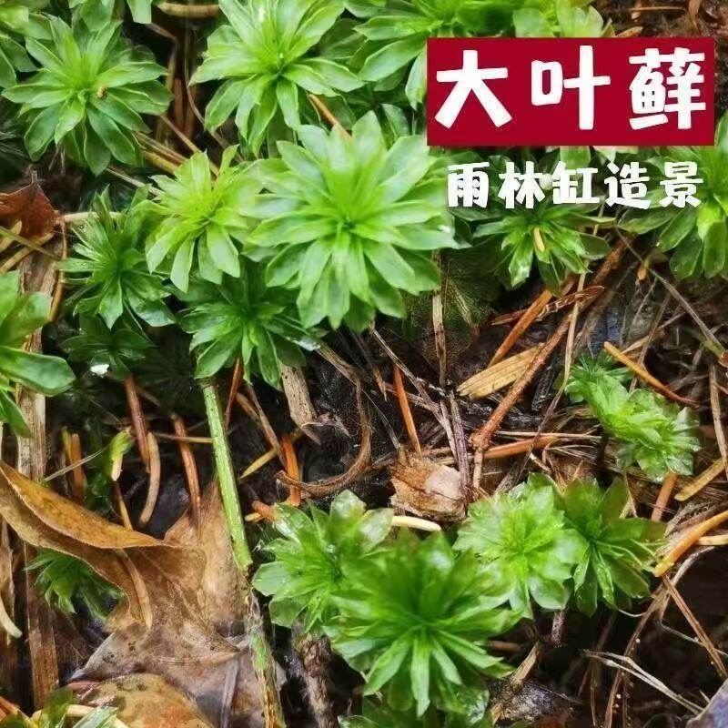 大叶藓苔藓微景观雨林缸造景植物水陆缸水草植物造景雨林缸植物