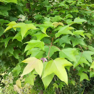 新鲜枫叶2斤 香枫叶黑米叶广西新鲜枫叶黑米饭材料糯米饭植物染料