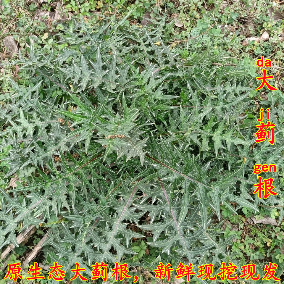 大蓟根新鲜大蓟种苗现挖现发刺萝卜刺蓟大刺盖马刺根干品泡茶煲汤