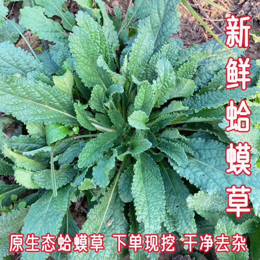 新鲜蛤蟆草蟾蜍草蛤蟆菜整颗现挖去杂荔枝草雪见草皱皮草炒菜煎饼