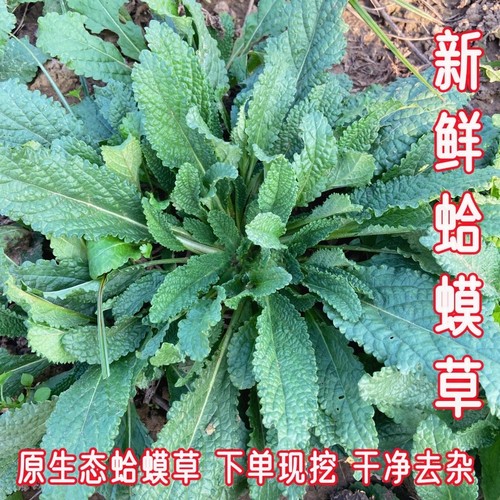 新鲜蛤蟆草下单现挖整颗精选去杂