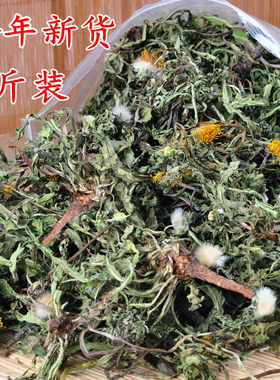 整棵干蒲公英有根花叶干净无杂
