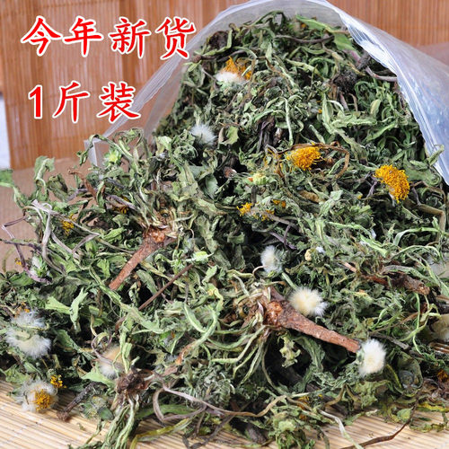 整棵干蒲公英有根花叶干净无杂