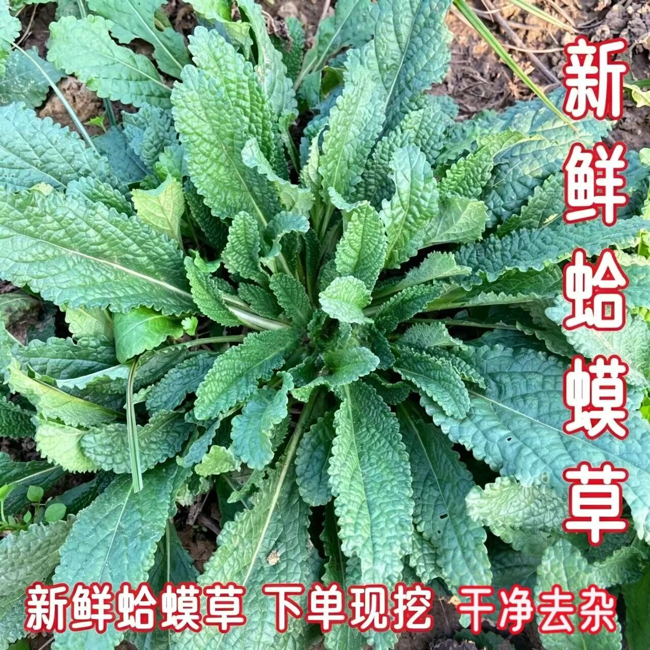 新鲜蛤蟆草下单现挖整颗精选去杂