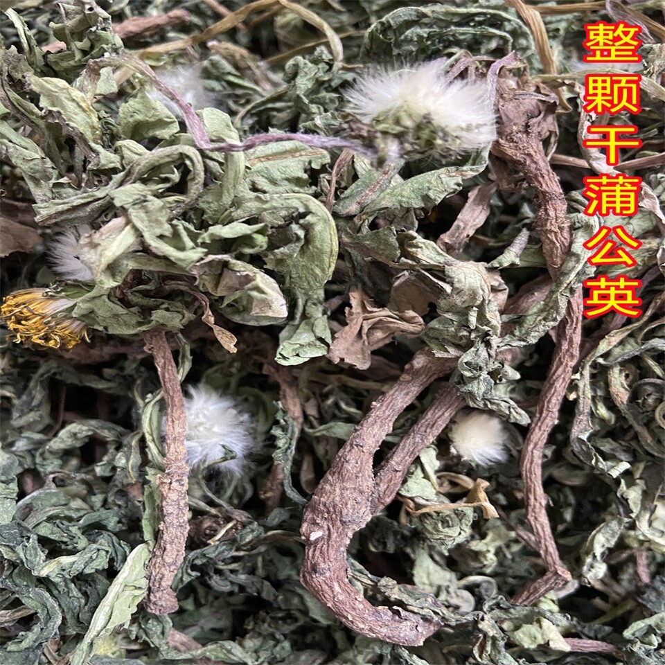 蒲公英整棵带根蒲公英纯根新晒干