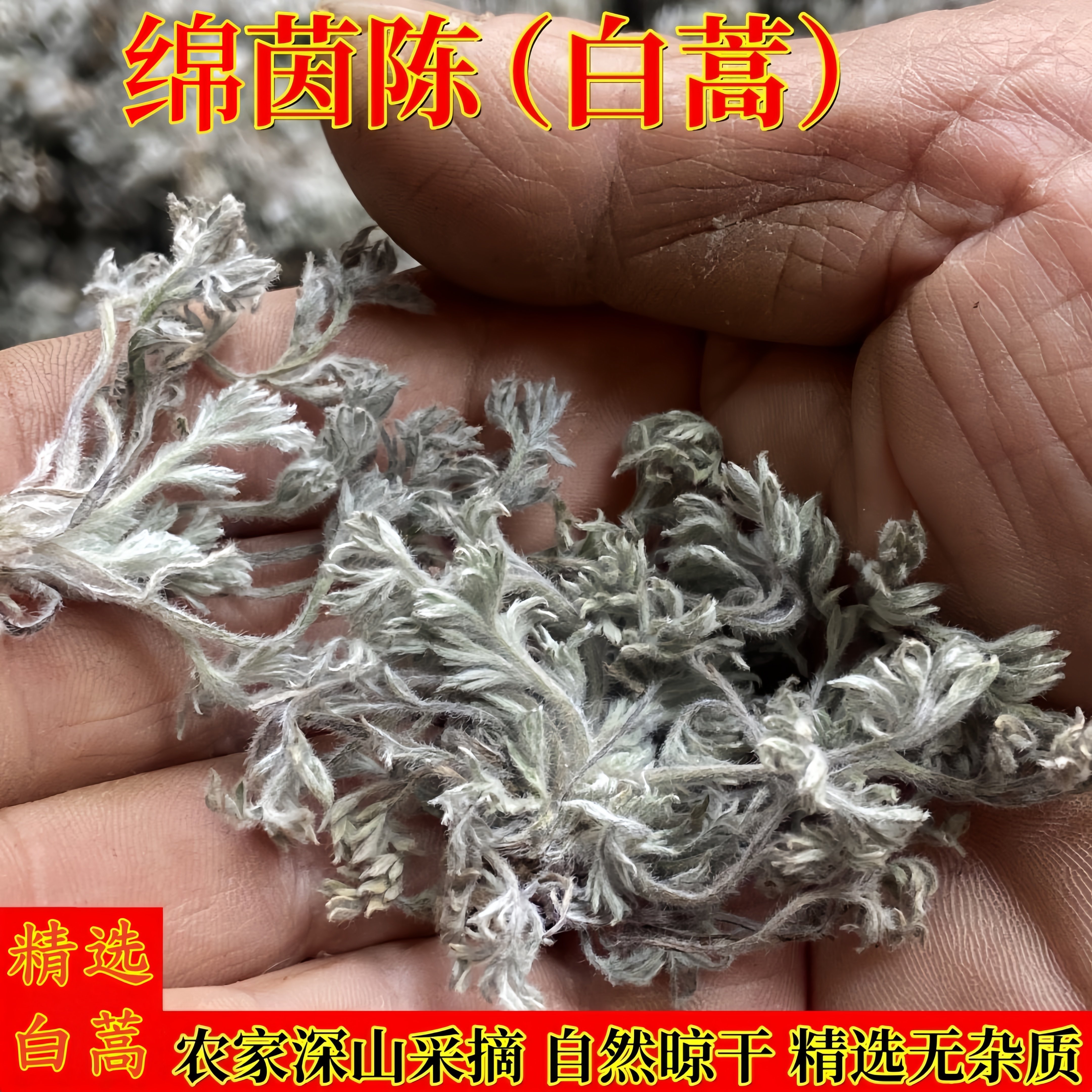正宗茵陈特级绵茵陈整颗茵陈蒿白蒿原生态茵陈白蒿芽新货干净无杂